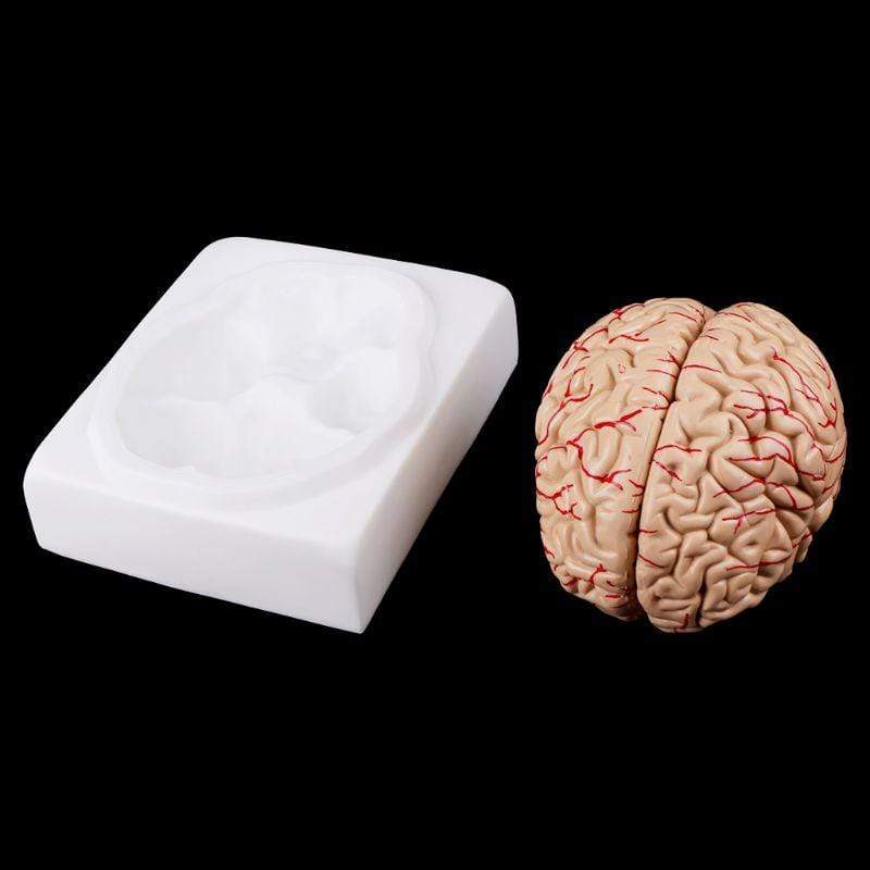 Mega Loja dos Produtos Modelo Anatômico - Cérebro