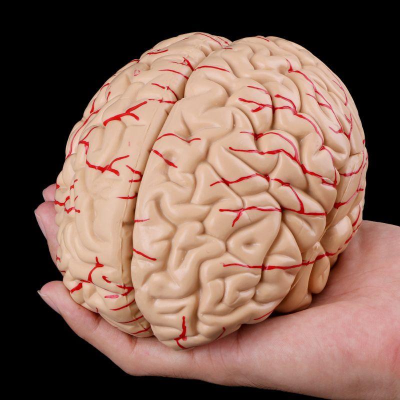Mega Loja dos Produtos Modelo Anatômico - Cérebro