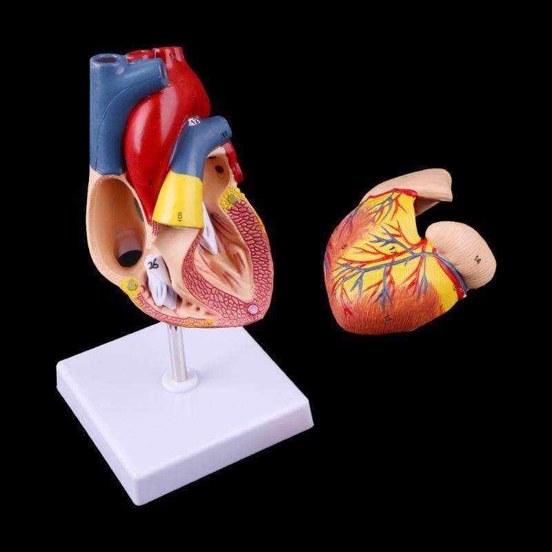 Mega Loja dos Produtos Modelo Anatômico - Coração