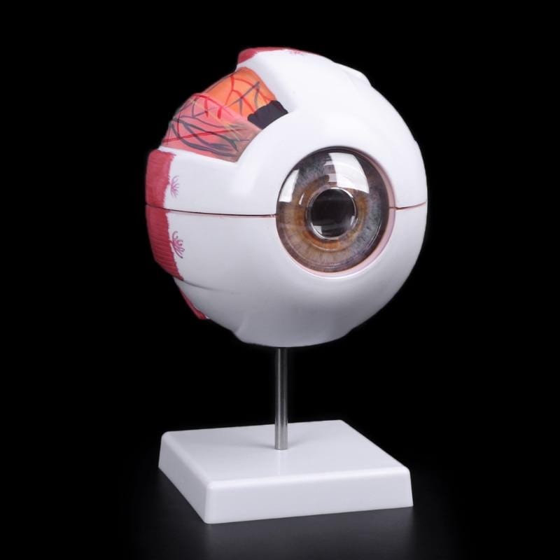 Mega Loja dos Produtos Modelo Anatômico - Globo Ocular