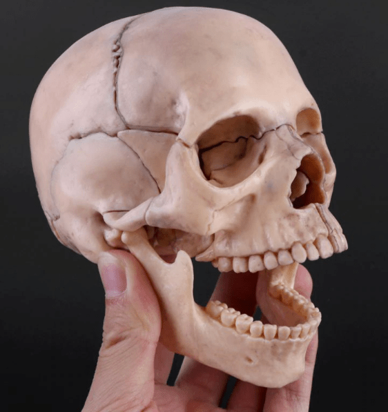 Mega Loja dos Produtos Outras Modelo Anatômico - Crânio Desmontável